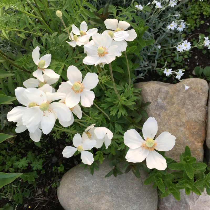 Japanese Anemone 'Honorine Jobert'