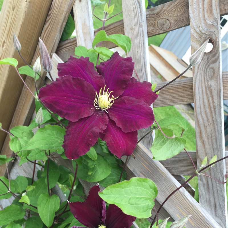 Clematis 'Warsaw Nike'