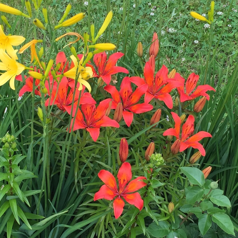 Lily (Asiatic)