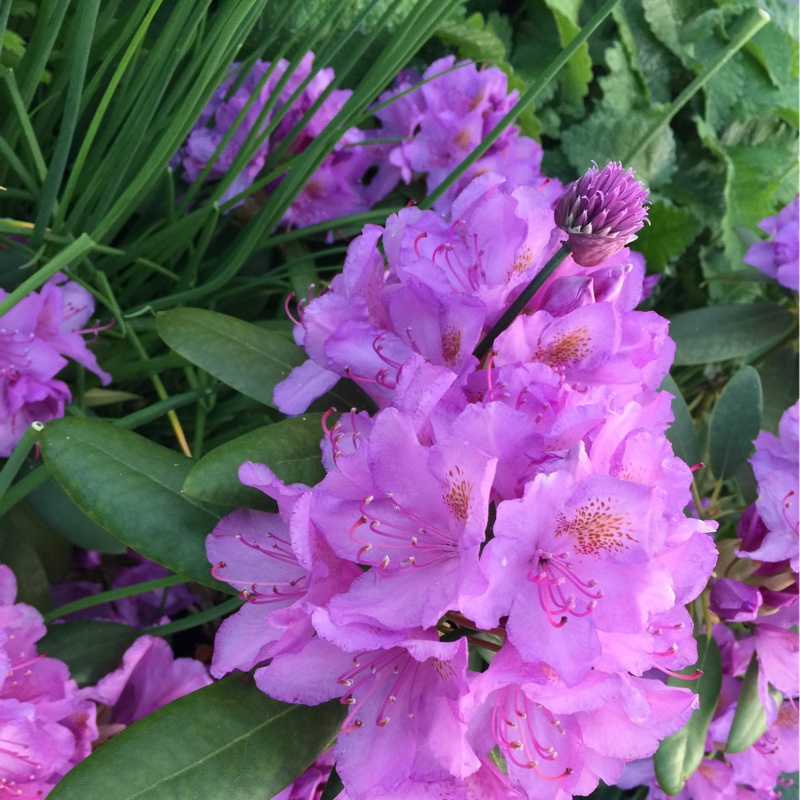 Rhododendron