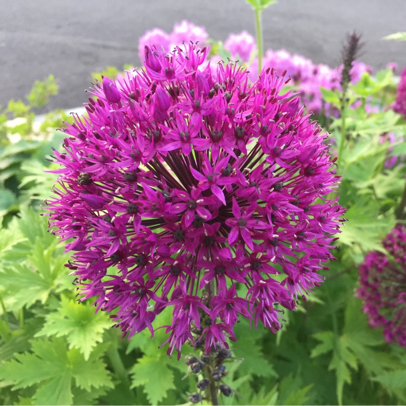 Allium 'Purple Sensation'