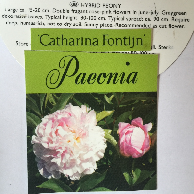 Peony 'Catharina Fontijn' (Herbaceous)
