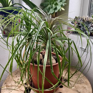Beaucarnea recurvata