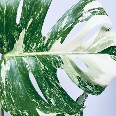 Swiss Cheese Plant 'Borsigiana Albovariegata'