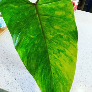 Philodendron 'Painted Lady'