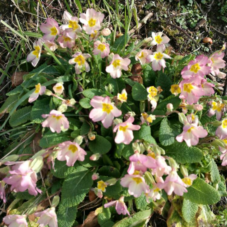 Plant image Primula 'Guinevere'