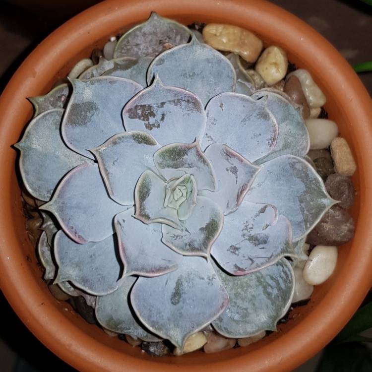Plant image Echeveria Mensa