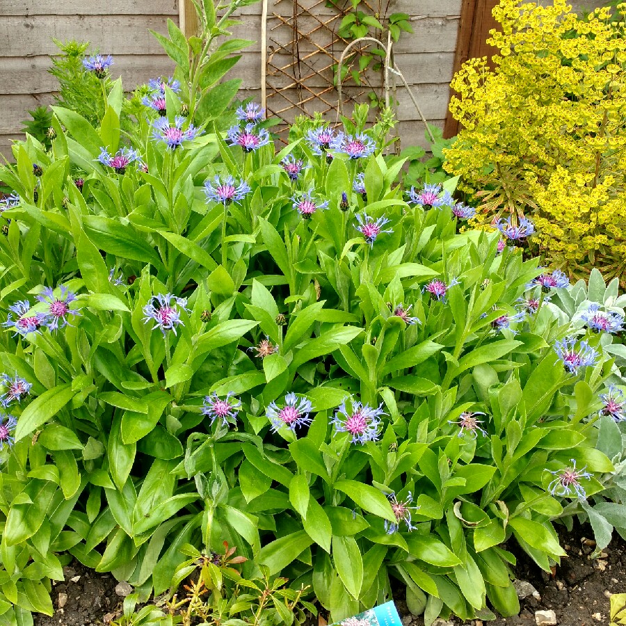 Plant image Centaurea montana 'Parham'