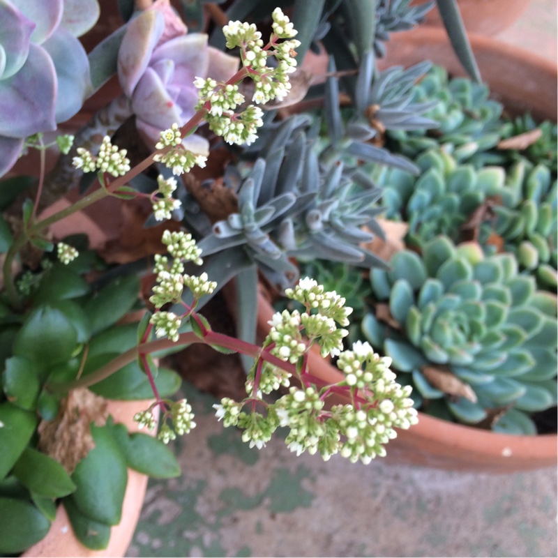 Plant image Crassula 'Orbicularis'