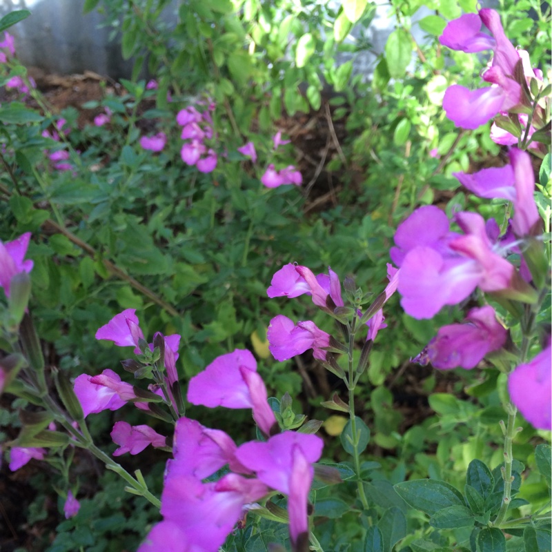 plant image 19511