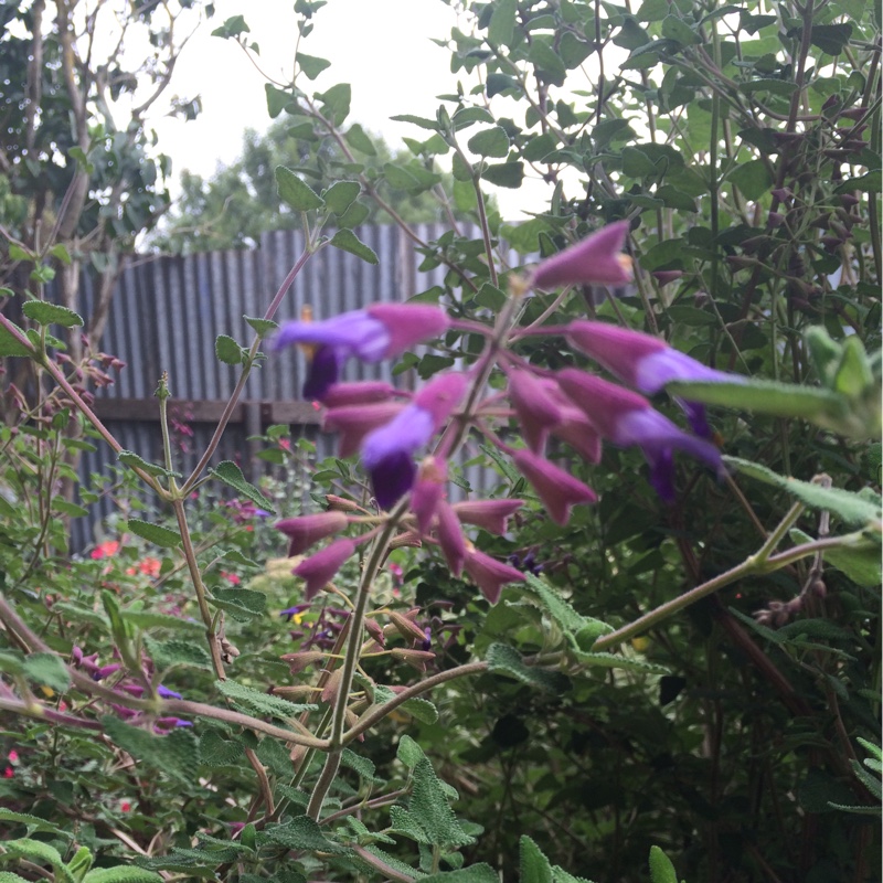 Plant image Salvia Semiatrata