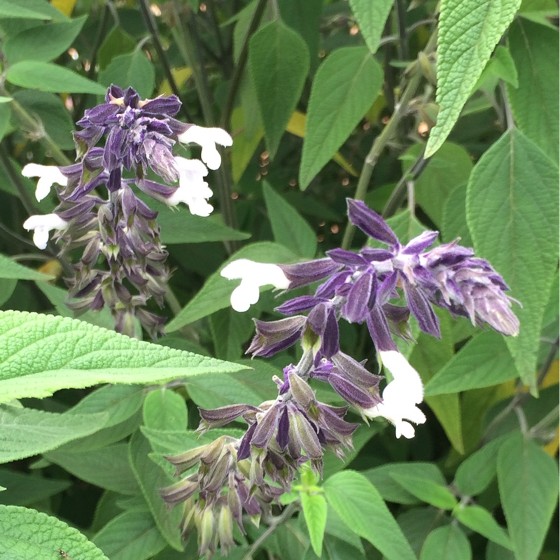 Plant image Salvia 'Megan's Magic'