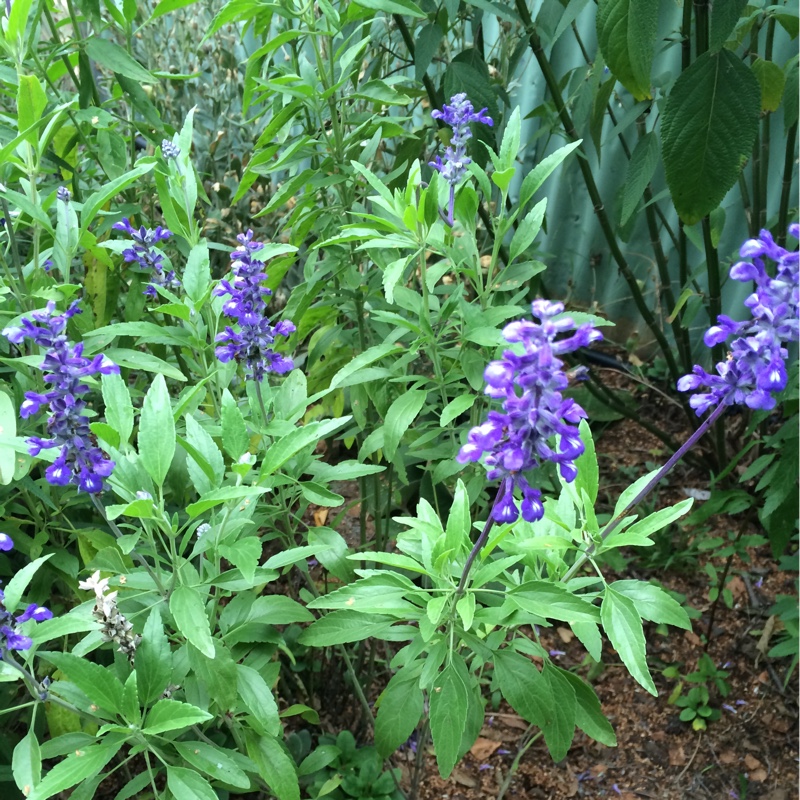 Plant image Salvia farinacea 'Strata'
