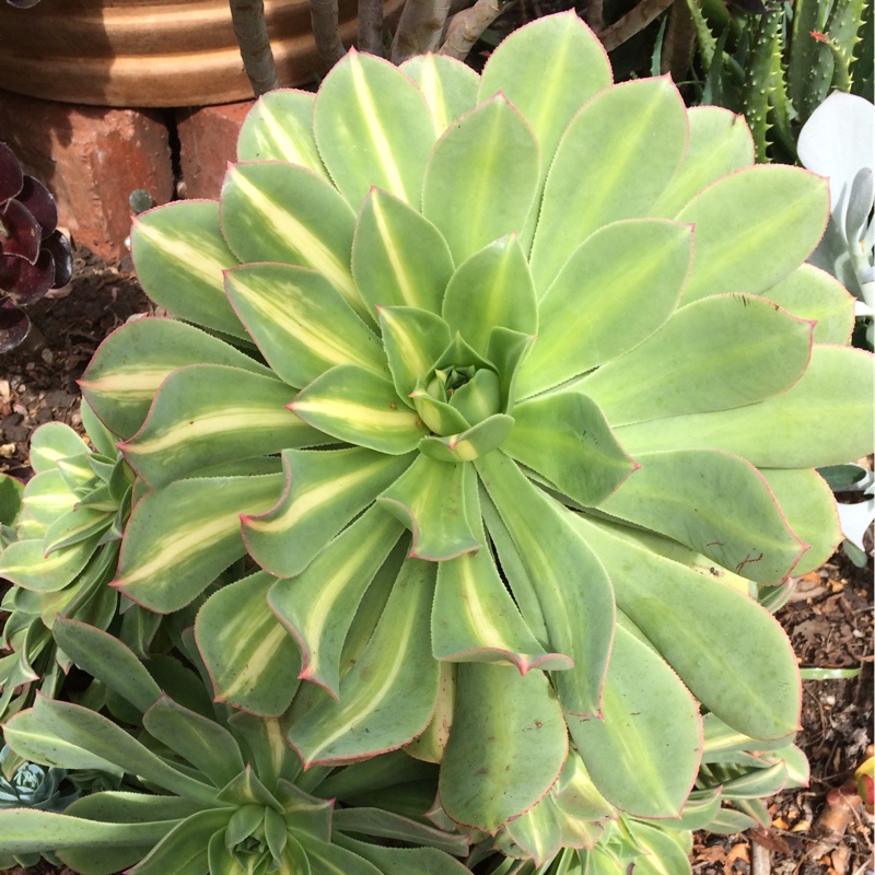 plant image 19988