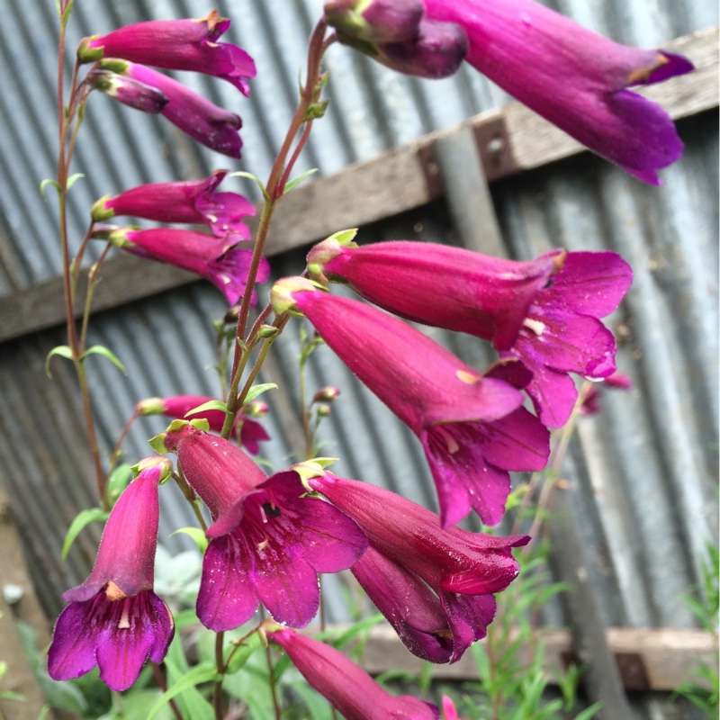 Plant image Penstemon 'Blackbird'