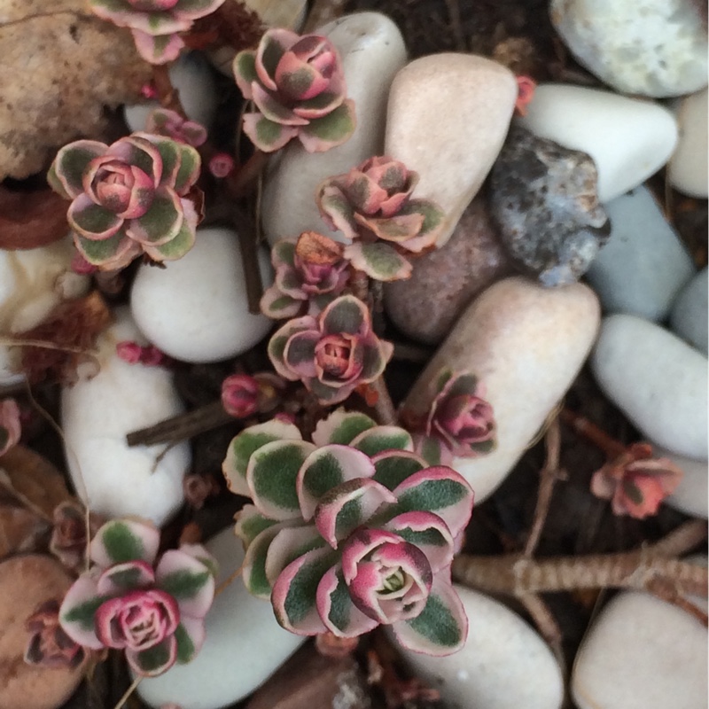 Plant image Sedum Spurium Tricolor
