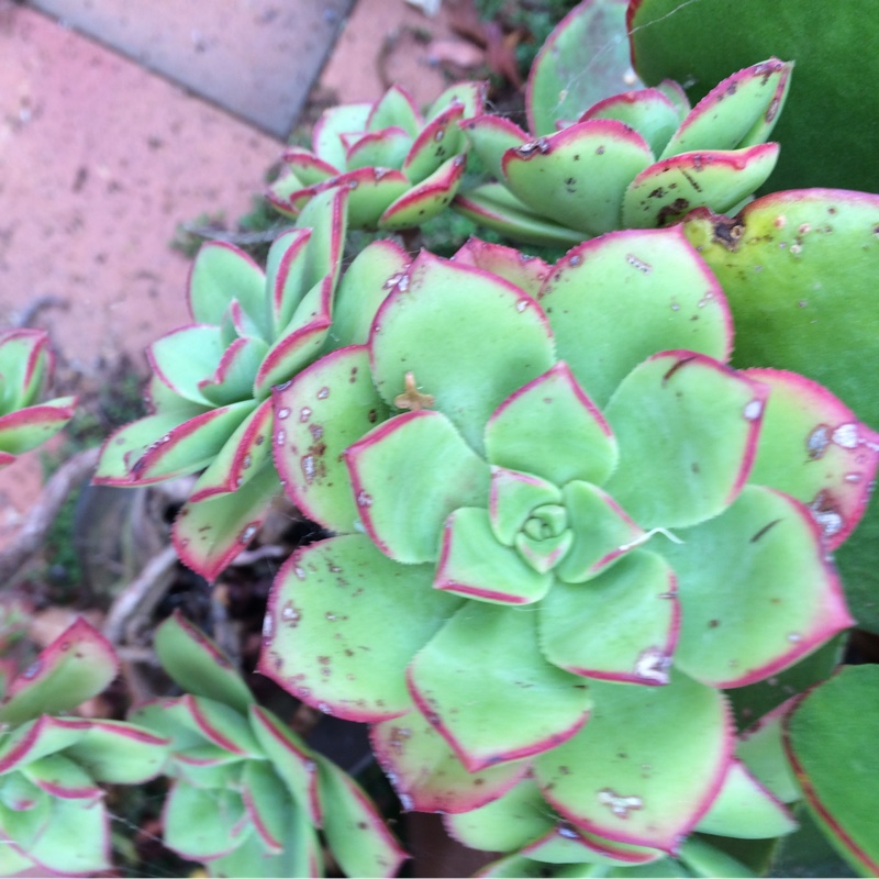 plant image 20859