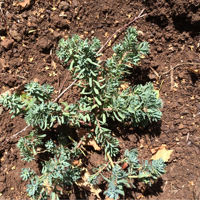 plant image 20865