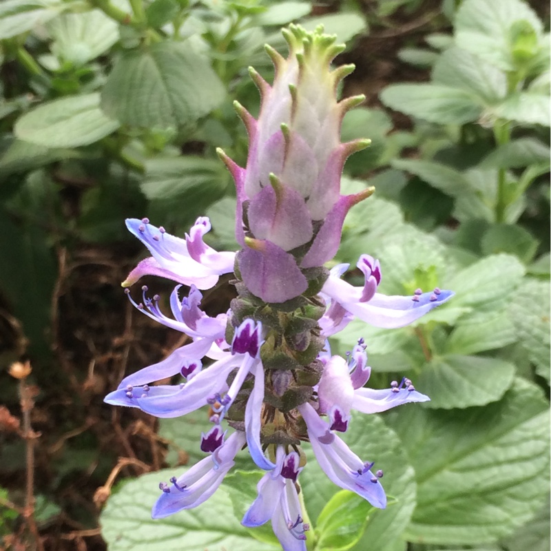 Plectranthus caninus