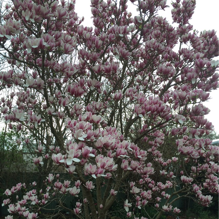 Plant image Magnolia x soulangeana