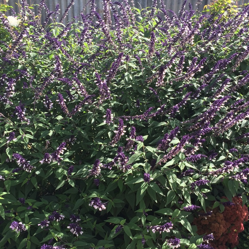 Plant image Salvia 'Megan's Magic'