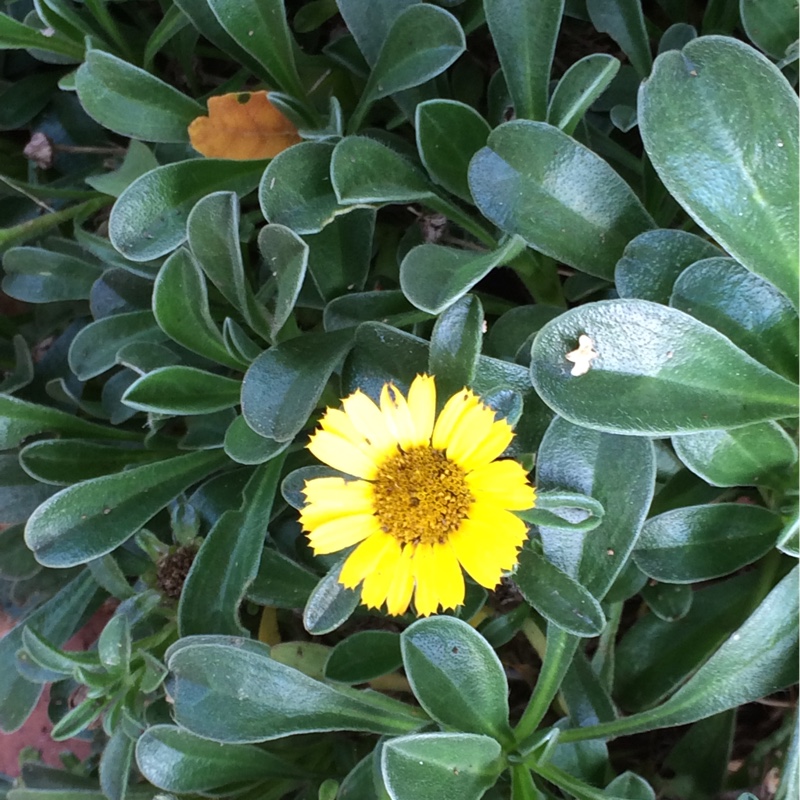 Plant image Asteriscus Maritimus 'Gold Coin' syn. Pallenis maritima