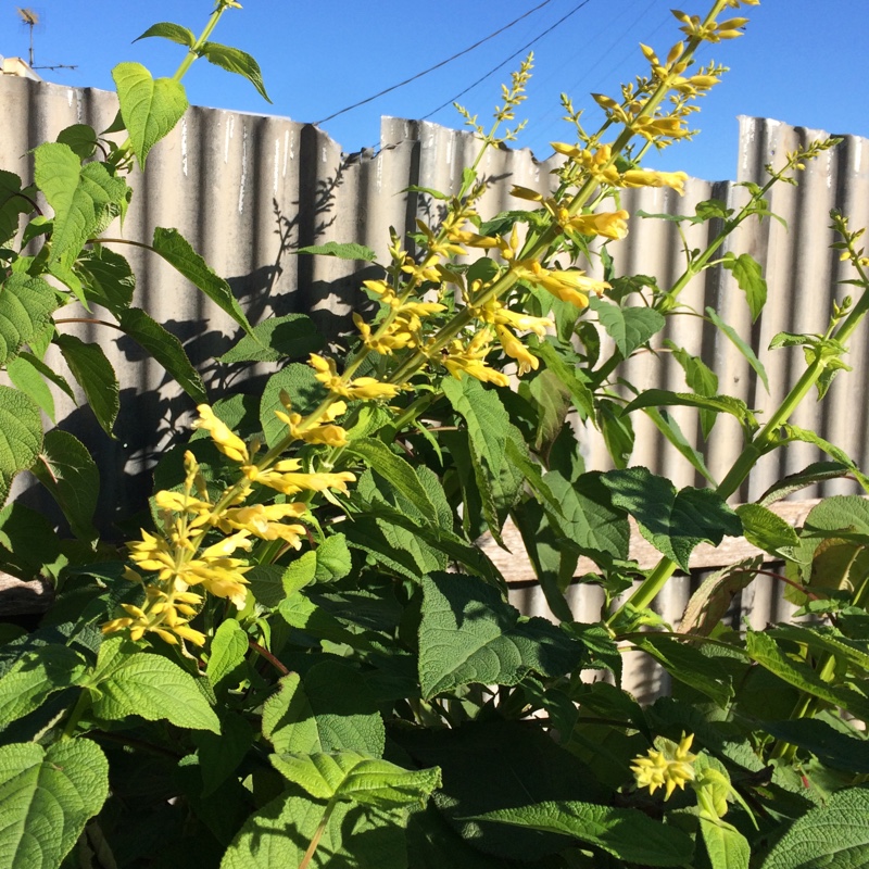 Plant image Salvia Madrensis