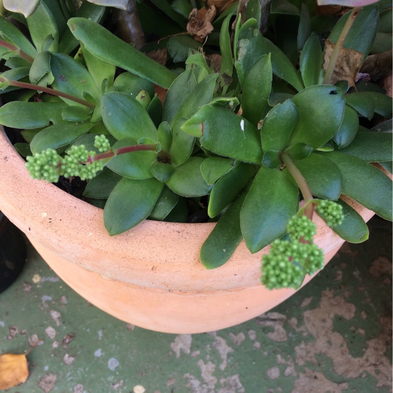 plant image 75384 plant image 75384
