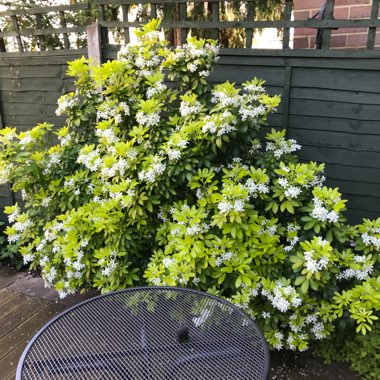 Helen's garden