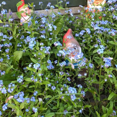 Helen's garden