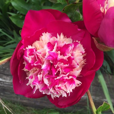 Peony