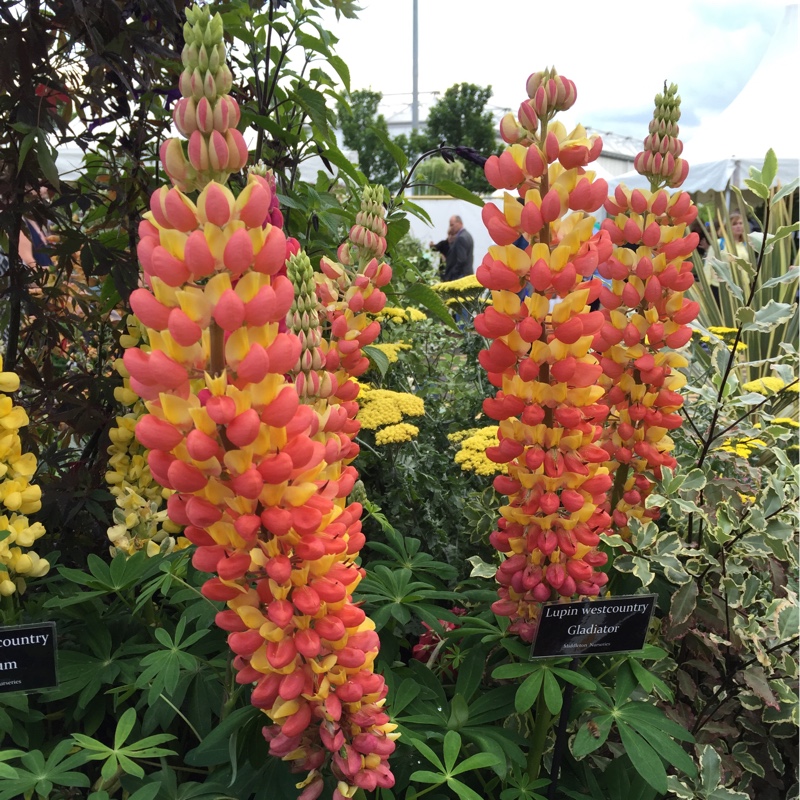 plant image 124101