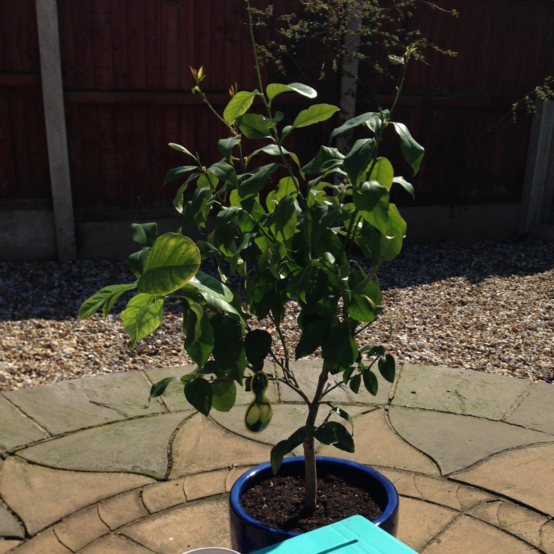 plant image 124106