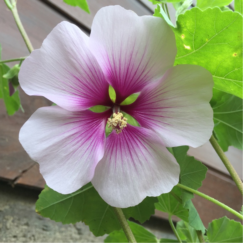 Plant image Lavatera 'Maritima' (bicolour)