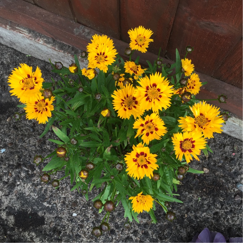 Plant image Coreopsis grandiflora 'Sunfire'