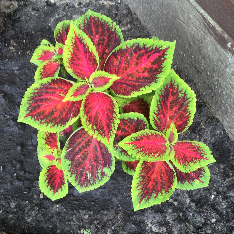 plant image 164904 plant image 164904