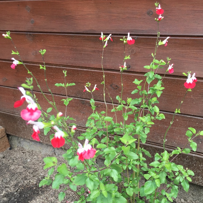 plant image 164906 plant image 164906