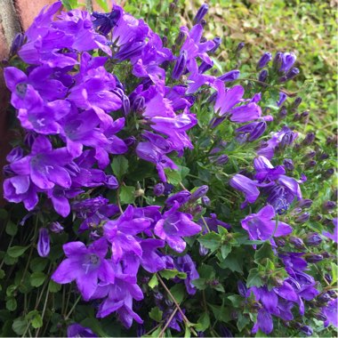 Campanula portenschlagiana 'Hoffmann Blue'