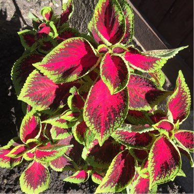 Solenostemon scutellarioides  syn. Plectranthus scutellarioides, Coleus scutellarioides, Coleus blumei