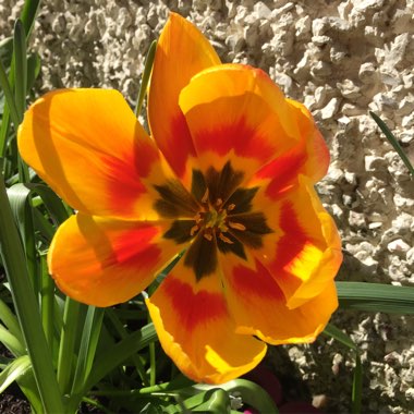 Tulipa