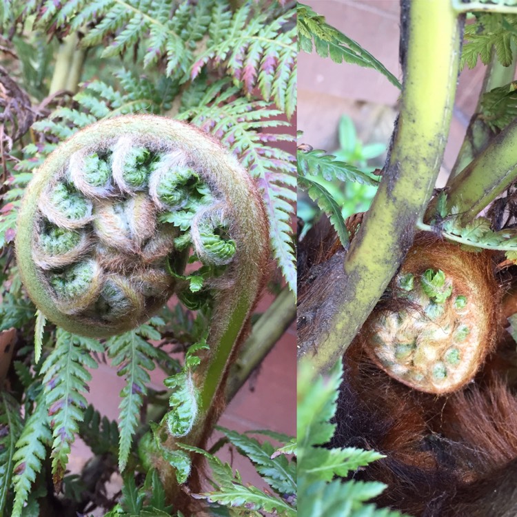 plant image 385480