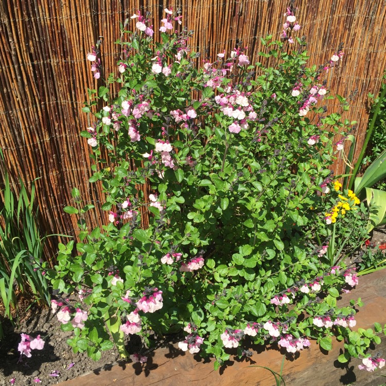 plant image 399926