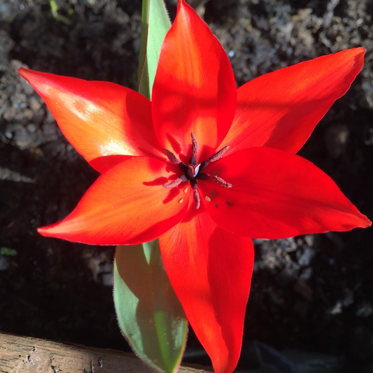 plant image 406724