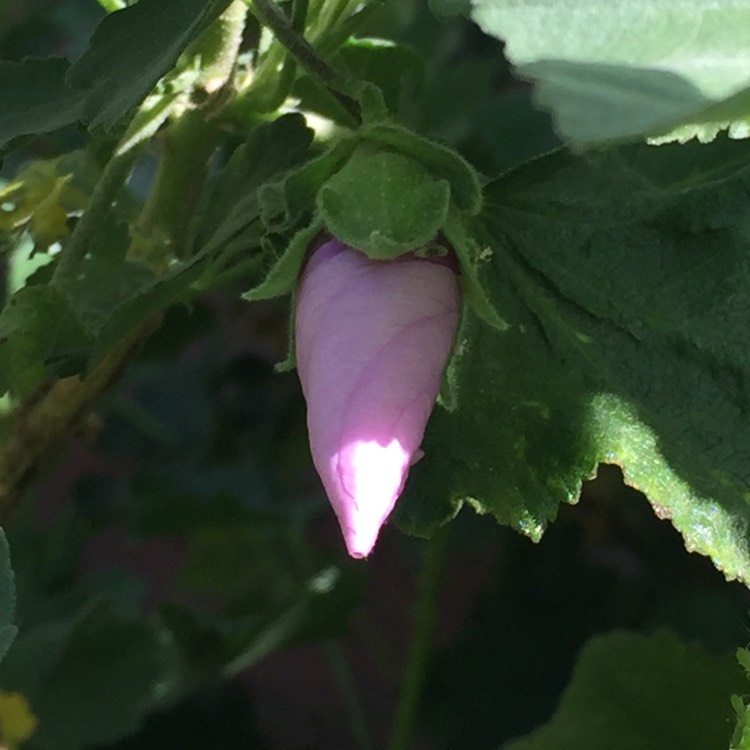 plant image 416718