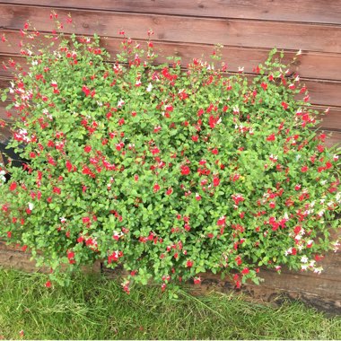 Salvia 'Hot Lips' syn. Salvia x jamensis 'Hot Lips', Salvia microphylla 'Hot Lips'