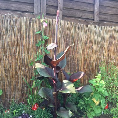 Canna 'Roi Humbert' syn. Canna 'Red King Humbert'