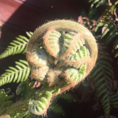 Dicksonia antarctica