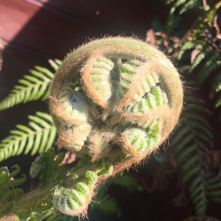 Plant image Dicksonia antarctica
