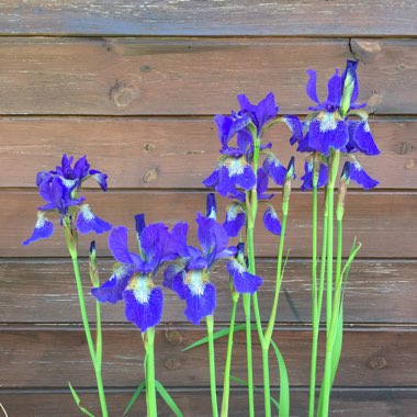 Iris