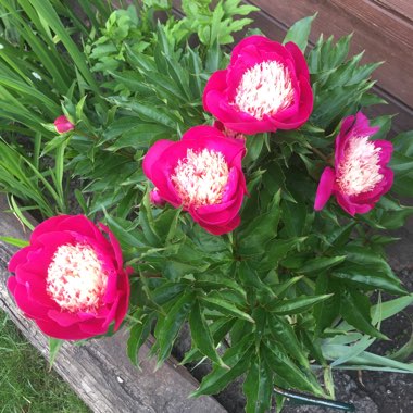 Peony